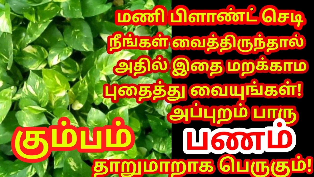 மணி பிளான்ட் செடியில் இதை புதைத்து வையுங்கள் பணம் நன்றாக பெருகி கடன் அடையும்|#money |#kumbam rasi