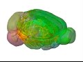 Virtual tour allen mouse brain connectivity atlas
