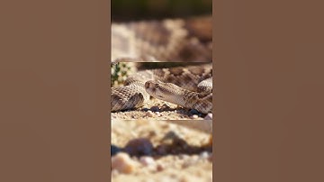 Rắn đuôi chuông và Lãnh thổ #kakakibi tv