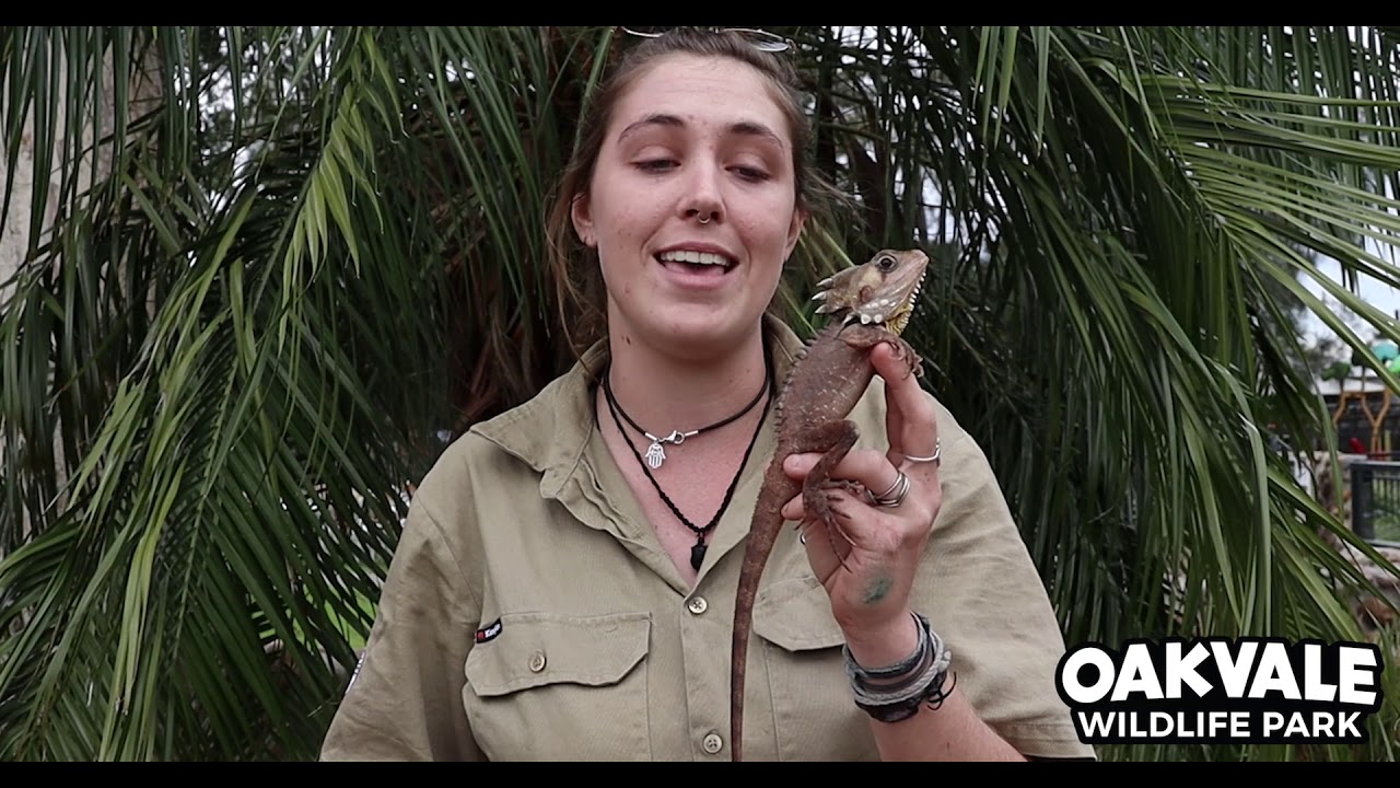 Boyd's Forest Dragon