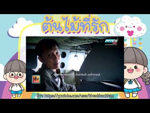 หน่วยต้นไม้ที่รัก เรื่อง ประโยชน์และโทษของต้นไม้