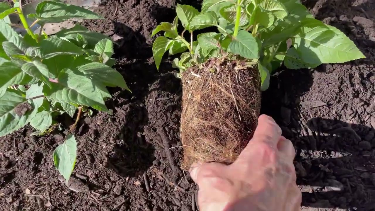 Creating a Pollinator Garden Bed