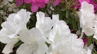 Spring Flowers 🌺 🌸🌼 in The Month Of April ❤️🧚‍♀️@WhiteFairy-ri4mf