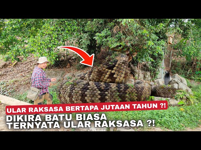 VIRAL..! DIKIRA BATU BIASA INILAH ULAR RAKSASA BERTAPA JUTAAN TAHUN ?! class=