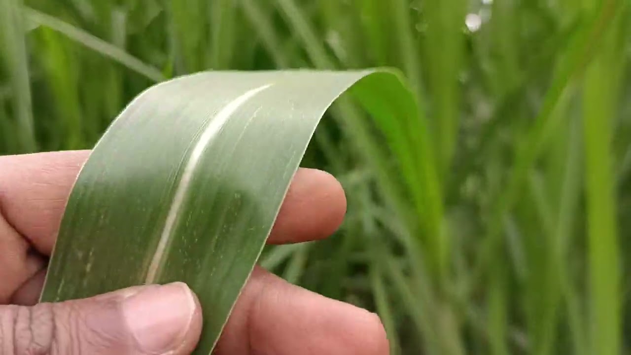 Boqorka Cawsaska Super Napiar PAKCHONG1📞+254717446236