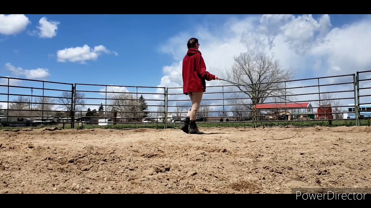 Free Lunging Your horse YouTube