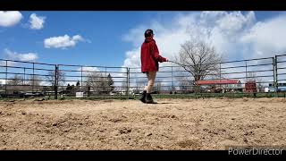 Free Lunging Your Horse