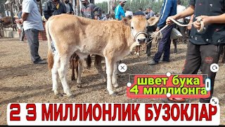 КОЧАТ БУКА ГУНАЖИН НАРХЛАРИ ФАРГОНА ЁЗЁВОН МОЛ БОЗОРИ