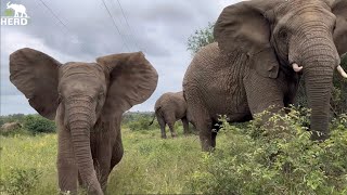 Baby Elephant Khanyisa Runs to Adine! Lundi and Kumbura Rumble and Huddle Around Her!