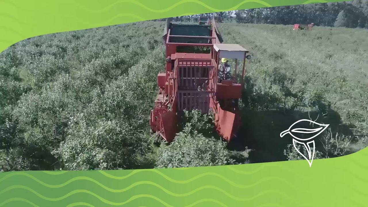 Proceso industrial de la yerba mate