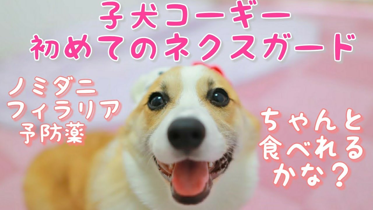 子犬コーギー 初めてのネクスガード ノミダニフィラリア予防薬 Corgi Puppy Youtube