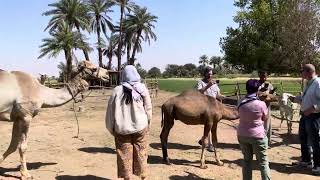 Baby camel
