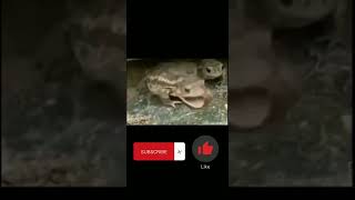 Frogs Dont Like This Caterpillar... 30