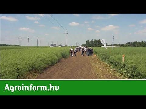 Videó: Agrotechnológia Padlizsán Termesztéséhez