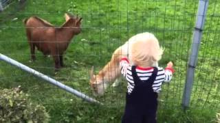 Giorgio Bronda with some naughty goats