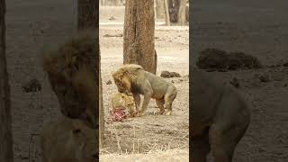 Lioness Tricks Male, Watch The Full Video To See What He Does