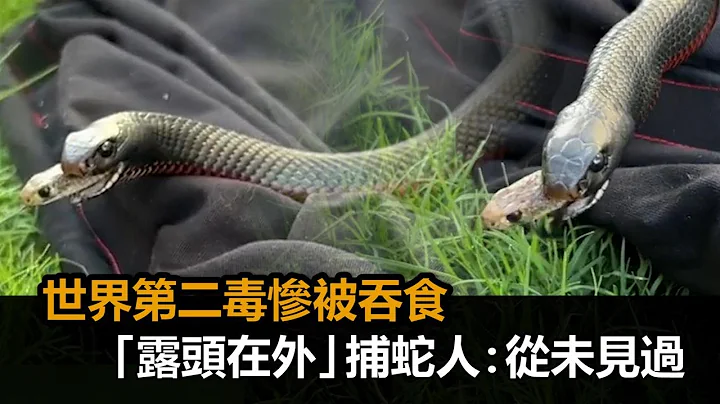蛇外有蛇！世界第二毒惨被吞食　“露头在外”捕蛇人：从未见过－全民话烧 - 天天要闻