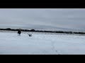 Texan Equestrian Sledding