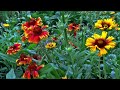 morning garden #meditation #relaxingmusic #morning #coffee #calmmusic #calmingmusic