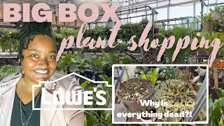 BIG BOX PLANT SHOPPING | Lowes plant shopping