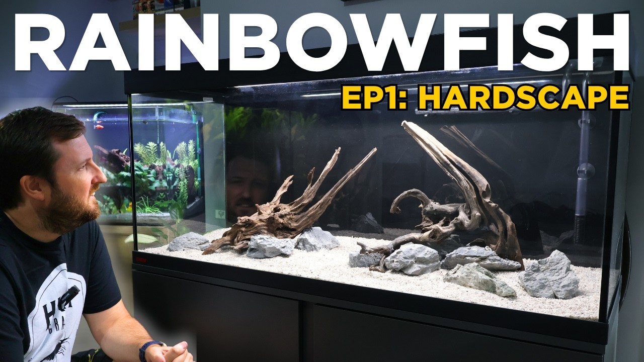 Building a Dream Rainbowfish Tank: The Hardscape Layout | Part 1