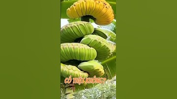 Làm gì có thật lại cắt ghép video câu view thôi, thì thực ra giống chuối bàn tay phật này kp của VN