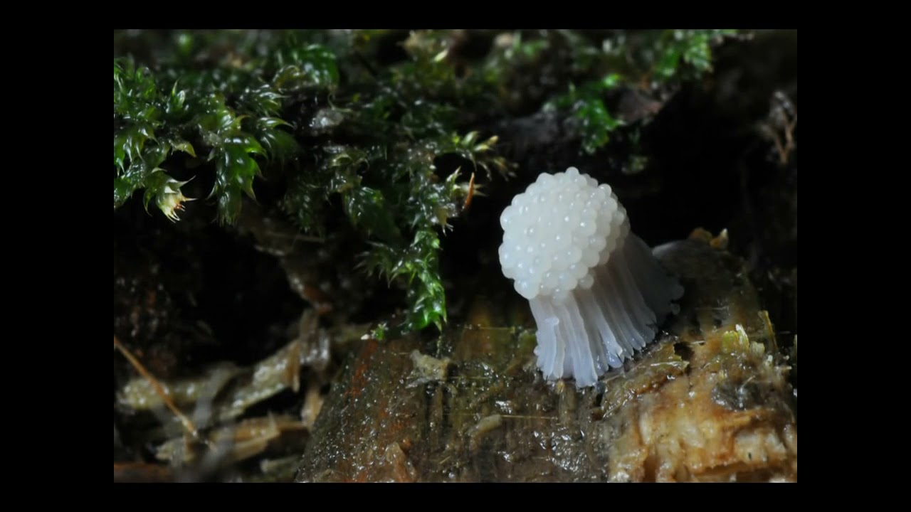 Stemonitis fusca sporangi