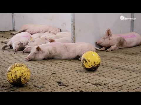 Video: Jak krmit výstavní prasata?