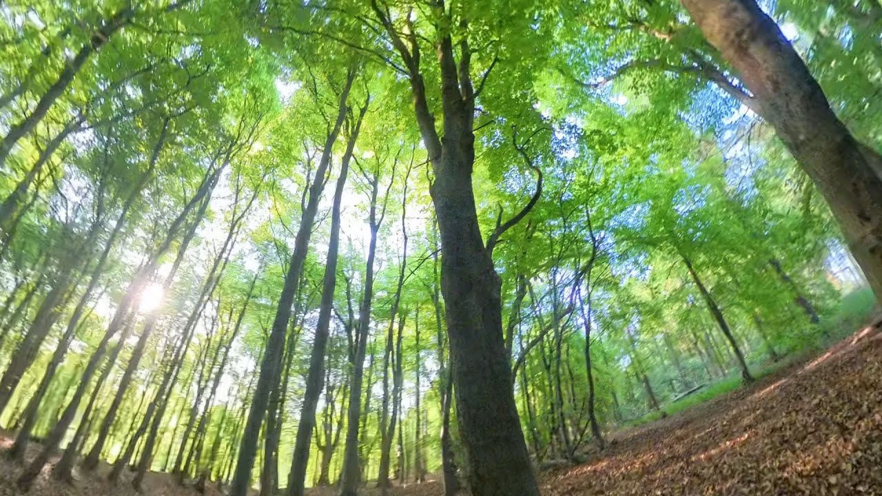 Trail Running - Wendover Woods