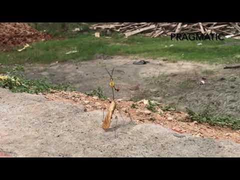 Praying Mantis Dance 💃🏻