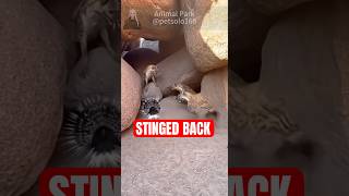 Hyenas Vs Porcupine Predators Painful Mistake Hyäne Gegen Stachelschwein