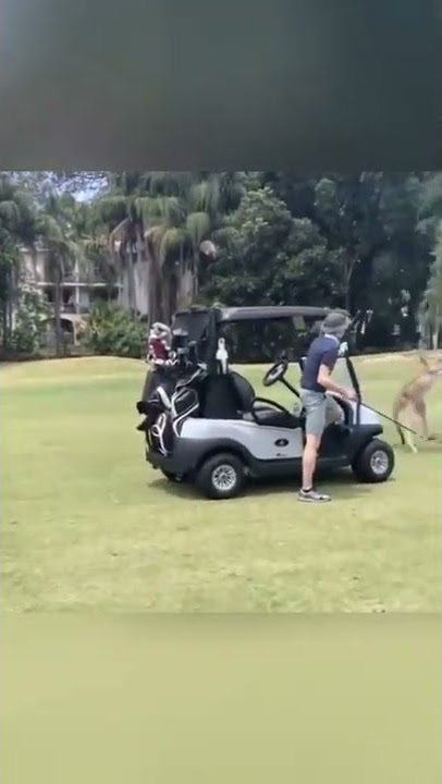 Man VS Kangaroo