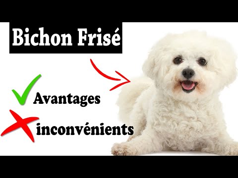 Vidéo: Avantages et inconvénients d'un bichon frisé