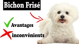 Le Bichon Frisé Avantages et Inconvénients | Bichon Frisé Le mal Et Le Bien De La Race