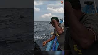 Sea Fish Catching Videos