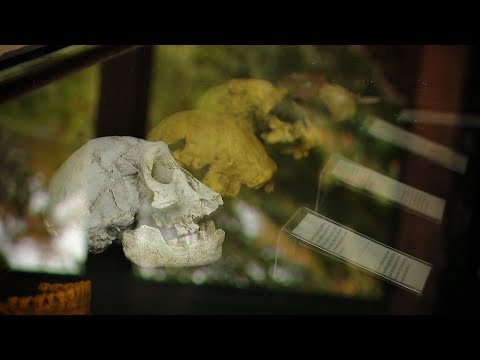 ვინ შეისწავლის უნიკალურ კბილს | წულუკიანის მორიგი თავდასხმა მეცნიერებს