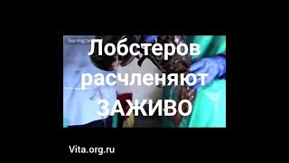 Крупнейший поставщик расчленяет животных заживо