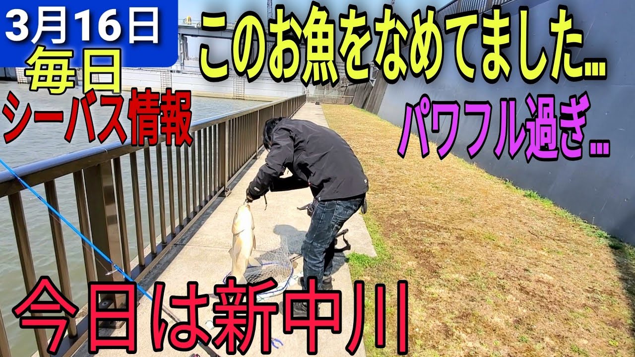 新中川シーバスルアー釣り あの魚 80cmオーバー をなめてました Youtube 新中川シーバスルアー釣り あの魚 80cmオーバー をなめてました Youtube
