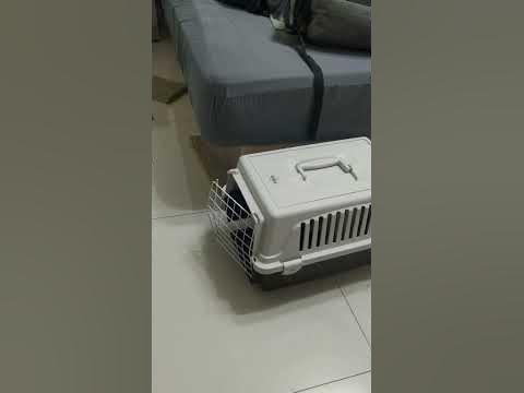 Re: [問題] 貓進外出籠後，跳出來整個抓狂