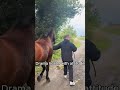 These Goofy Horses Will Instantly Boost Your Mood#FunnyHorses #HorseFails #GoofyHorses