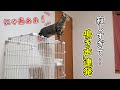 大好きなおばあちゃんがちょっと外出するだけでこうなりますｗ