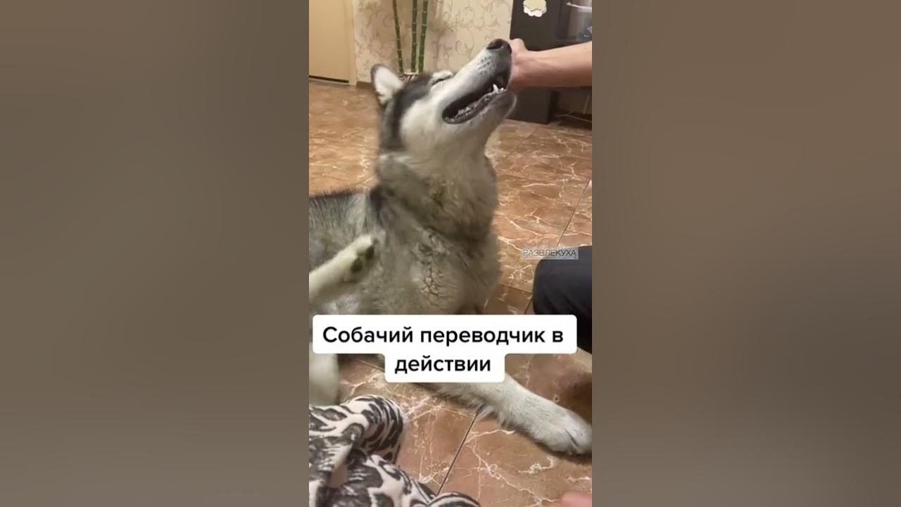 СОБАЧИЙ ПЕРЕВОДЧИК. - YouTube