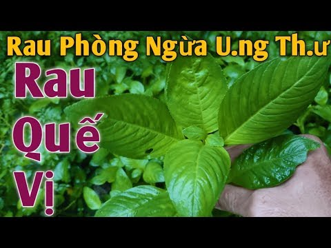 Video Bài thuốc Dân gian Phòng Ngừa U.ng Th.ư rất hay. PHAN... - youtube