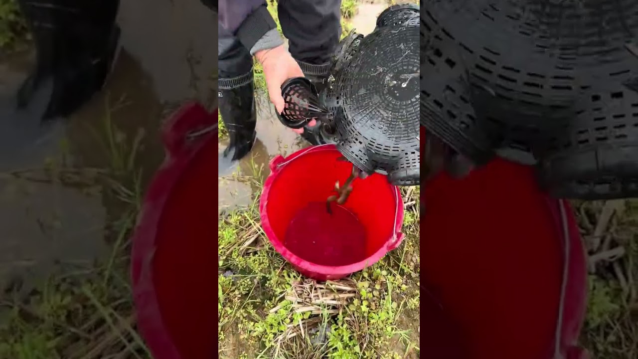 Outdoor Fishing technique EP-116 | Creative Fishing