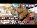 【密着】 全国で60頭弱の介助犬と電車を待つ車椅子