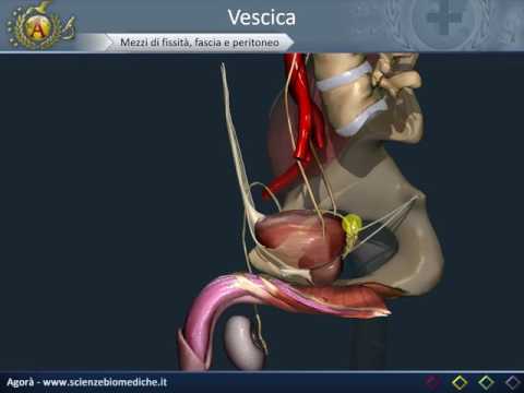 Video: Sezione Trasversale Del Diagramma E Funzione Della Vescica - Body Maps