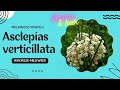 Milkweed profile 03 whorled milkweed asclepias verticillata