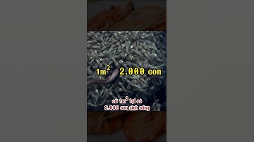 Lạ kỳ loài tôm bất tử luộc cũng không chết #shorts #sâmbáotriso #sâmbáo