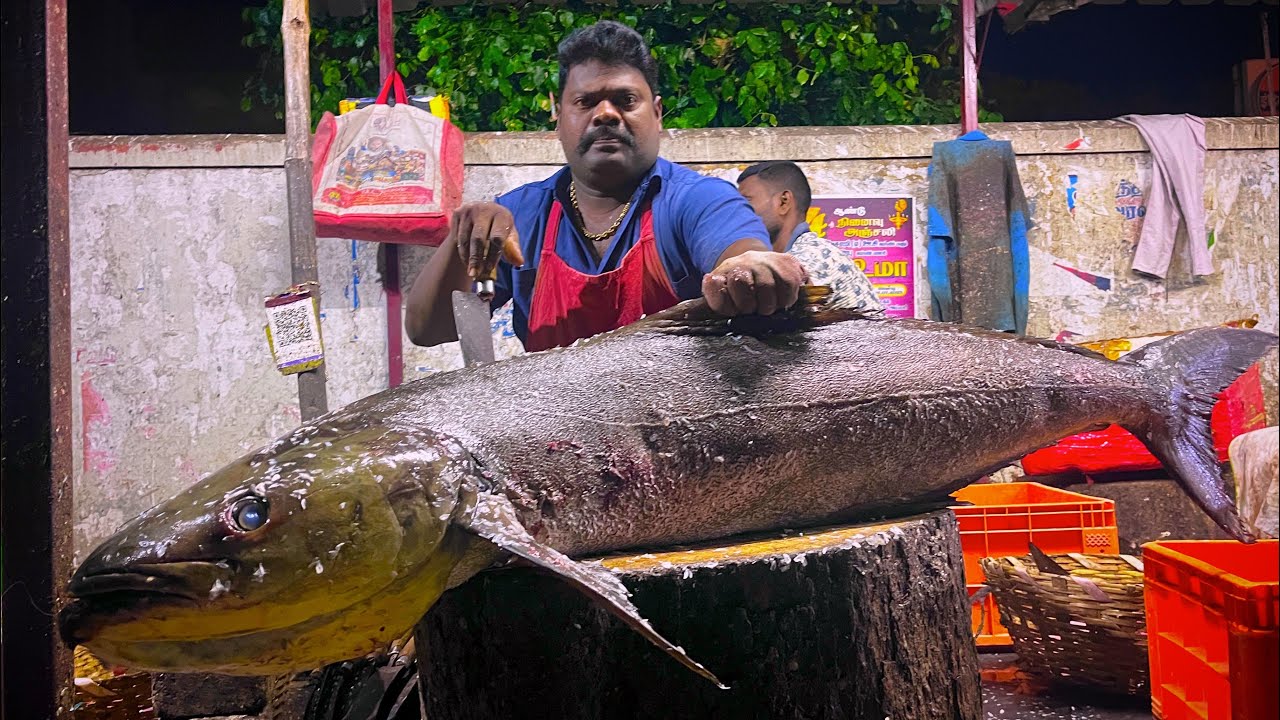 THE GIANT KADELVIRAL FISH CUTTING IN KASIMADU SPEEDSELVAM 