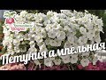 Петуния ампельная #urozhainye_gryadki